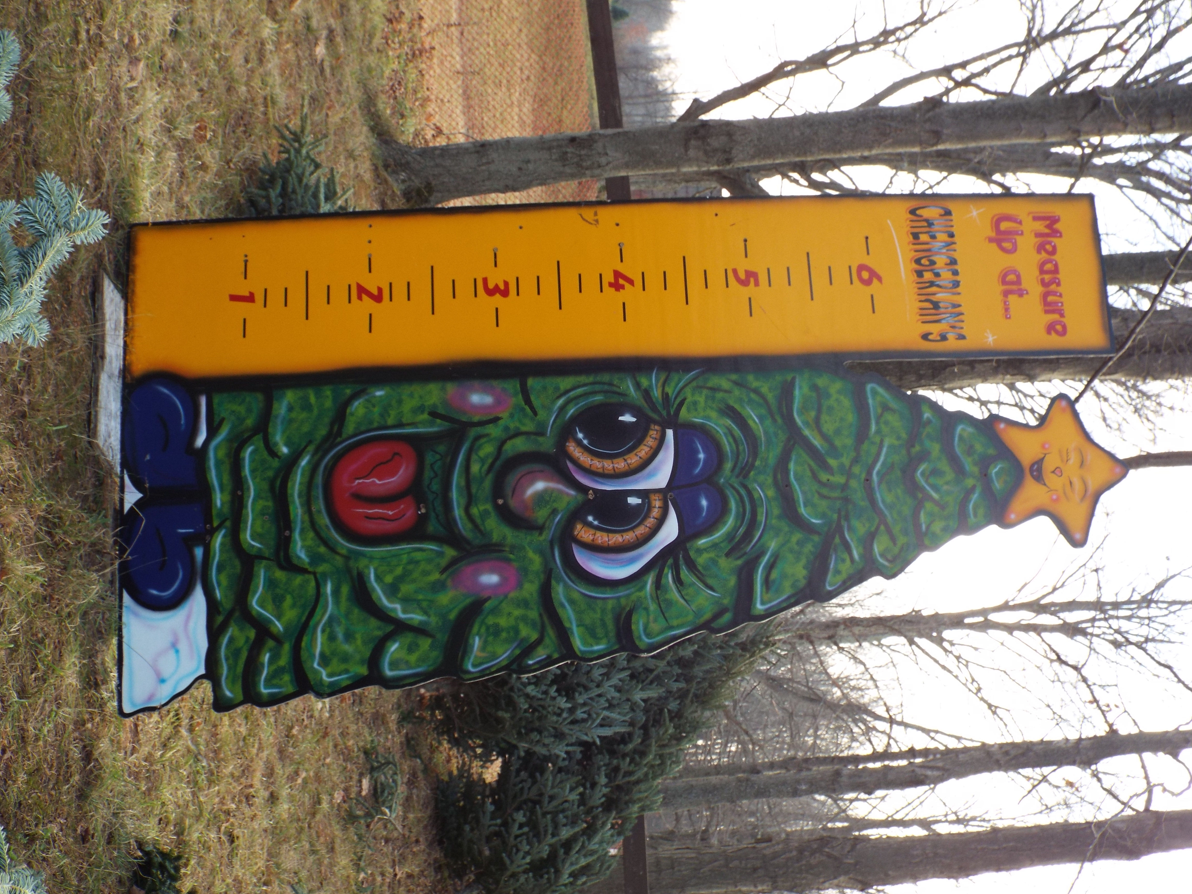Measuring a Fraser Fir at Chengerian's